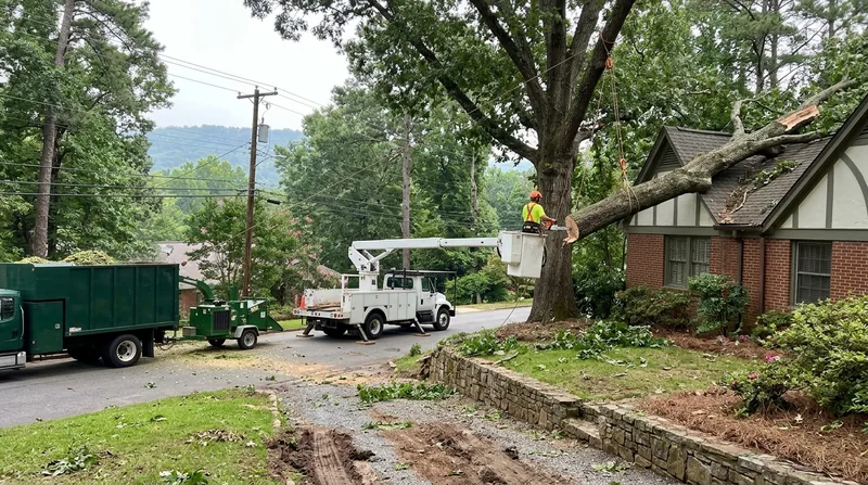 Emergency Tree Service Birmingham